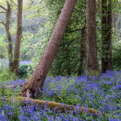 Earth: Awe & Wonder - by Simon Baxter 